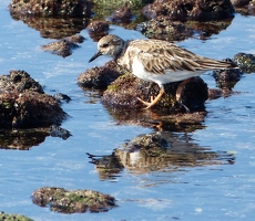 Ruddy Turnstone